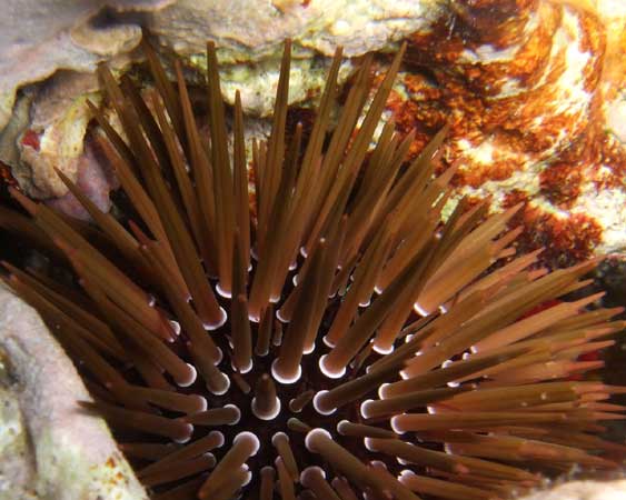 морской ёж со светло коричневыми
      довольно острыми иглами закрепился внутри ямки в коралле