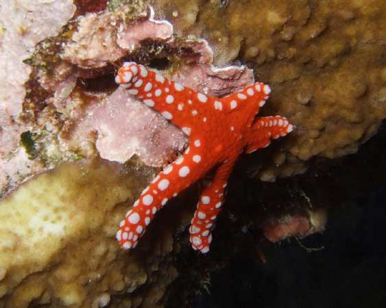 Морская звезда по окраске
      похожа на мухомор. Красная с белыми точками.