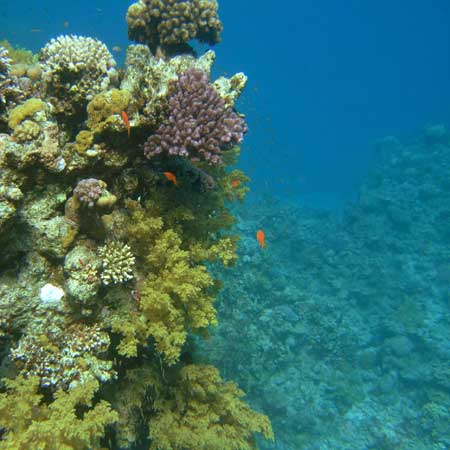 Слева гора с фиолетовым и мягким
      кораллом на поверхности. Красные рыбки и рой прочих рыб над кораллом.
      Справа синяя глубина моря.