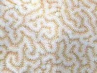 Шаробразный коралл Мозговик
      с узором в виде лабиринта