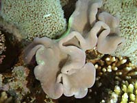 Мягкий коралл, похожий на
      гриб.
