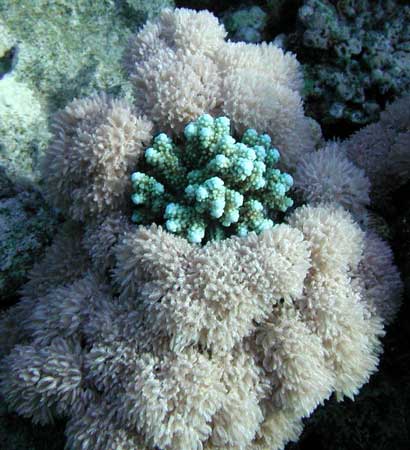 Твёрдый голубой коралл Acropora
      окружён мхом из мягкого коралла Xeniidae