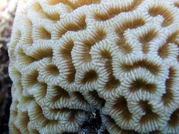 Коралл Мозговик с узором в виде
      ребристых коротких извилин