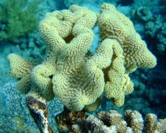 Мягкий коралл как будто покрыт мелкими
      цветочками