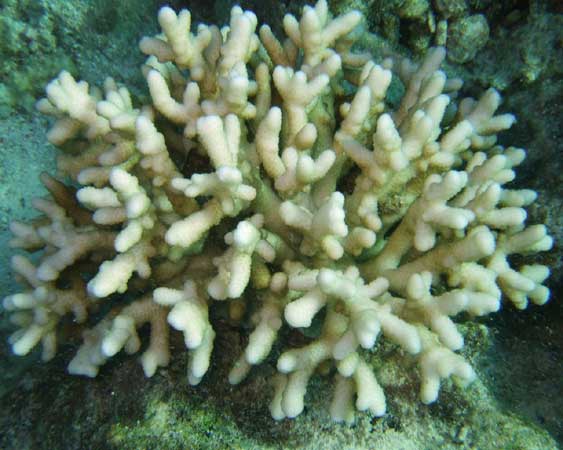 Твёрдый ветвистый белый коралл