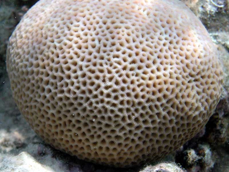 Brain coral with pattern of small cells