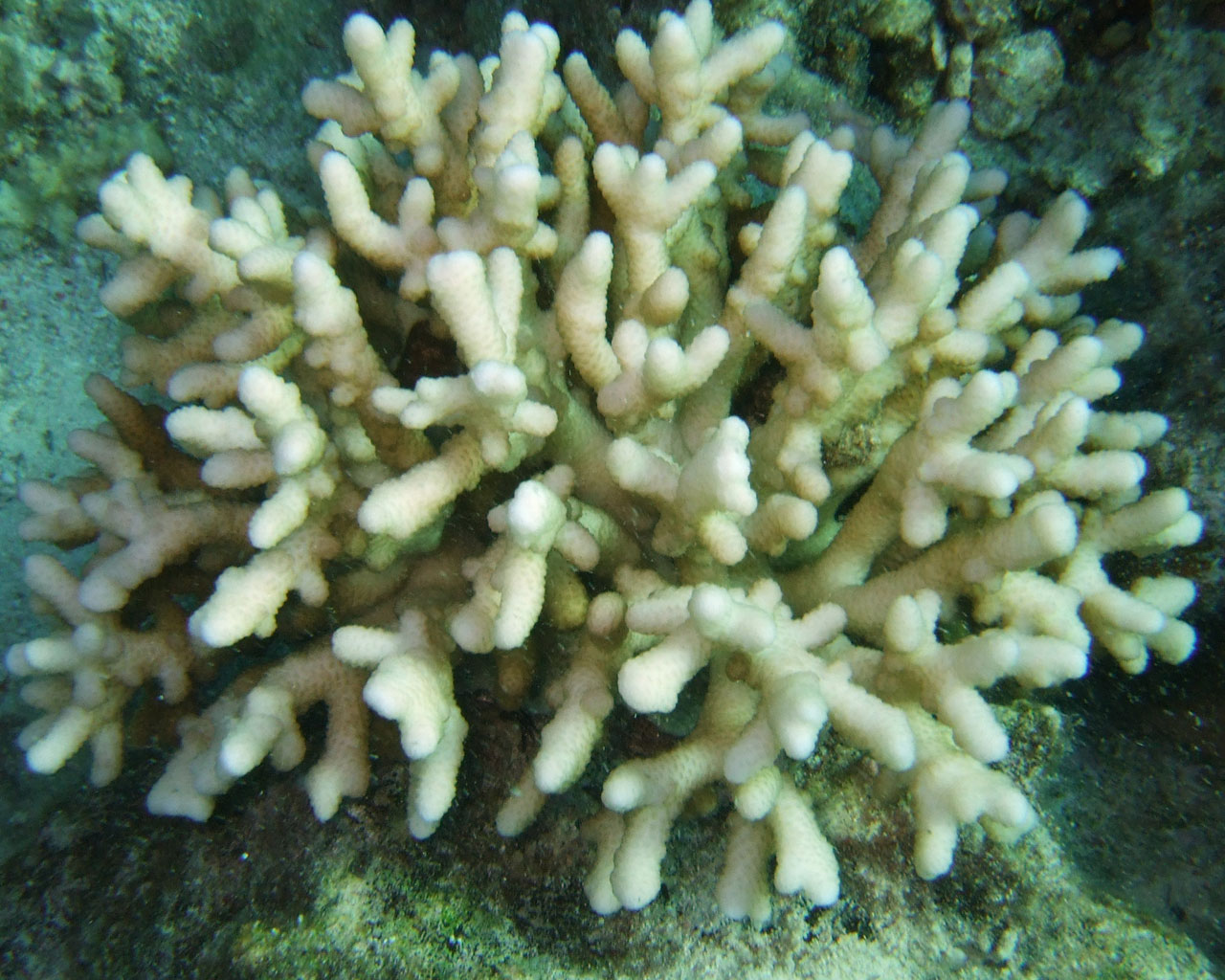 The
    crown of a hard white coral with mutual branchlets.