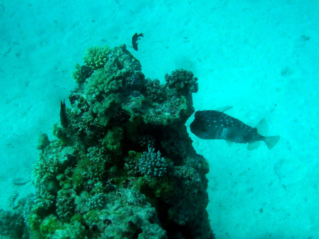 Рыба ёж прячется в тени коралла
