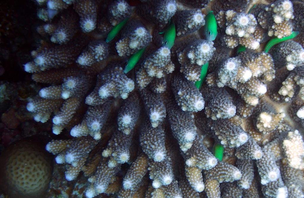 Зелёные рыбки прячутся среди ветвей твёрдого коралла