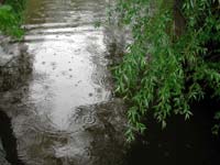 Рябь на поверхности лесного болота
      в дождь