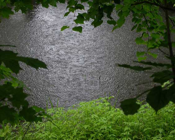 Тёмно-зелёные листья справа
      и слева. Рябь от дождя на болоте в лесу.