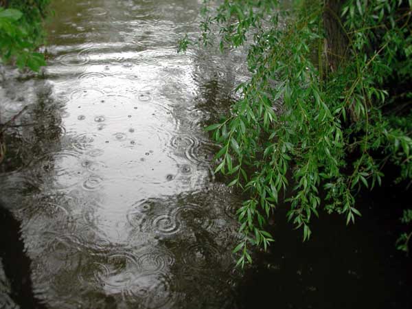 Круги на воде в маленьком болоте
      во время дождя
