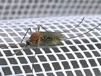 Макро фото
      комара на белой сеточке. Можно рассмотреть его анатомию.