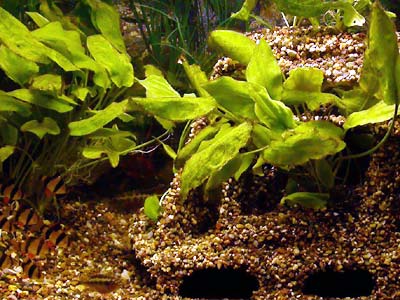 Фото
      аквариума с большим гротом. Растения, барбусы.