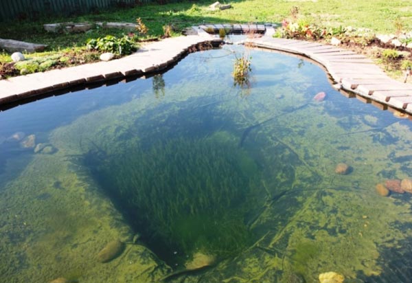 Сквозь
      прозрачную воду видны заросли зелёной элодеи в центре пруда.